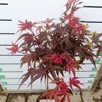 Javor dlaňolistý (Acer Palmatum) ‘Shaina’ - výška 80-100 cm, kont.C4L - NA KMIENKU